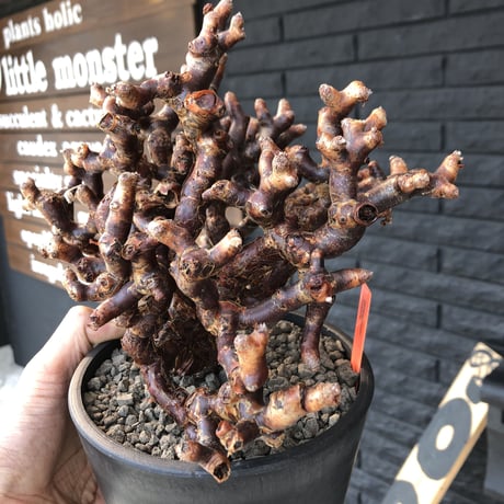 pelargonium  mirabile《L L size》※国内10年 店主管理株‼︎ mad black pot植え