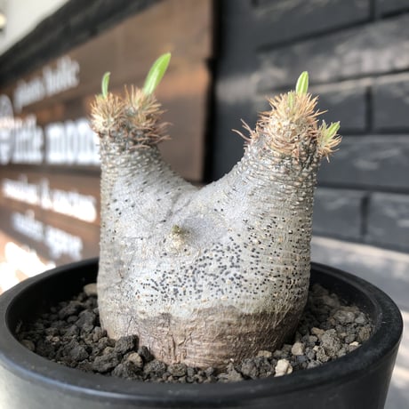 pachypodium gracilius《大きめS size》※極短枝ぼってり株※現地球発根後店主国内管理3年株※極短枝且つぼってり愛くるしい一株※mad black pot植え