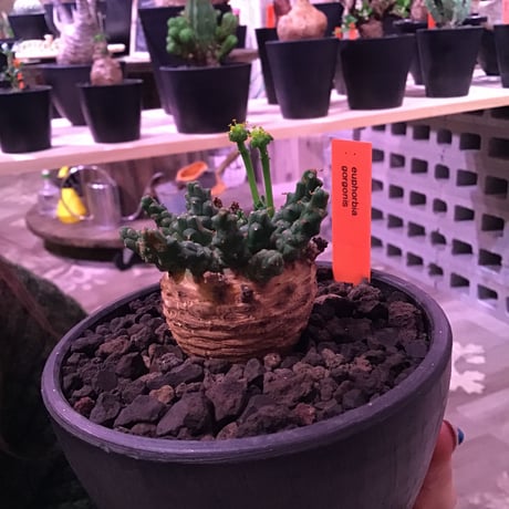 euphorbia gorgonis《M size》※人気🐙タコものユーフォルビア‼︎塊根部分の綺麗な多肉質の葉と綺麗な木質化が魅力‼︎※mad  black bowl pot植え