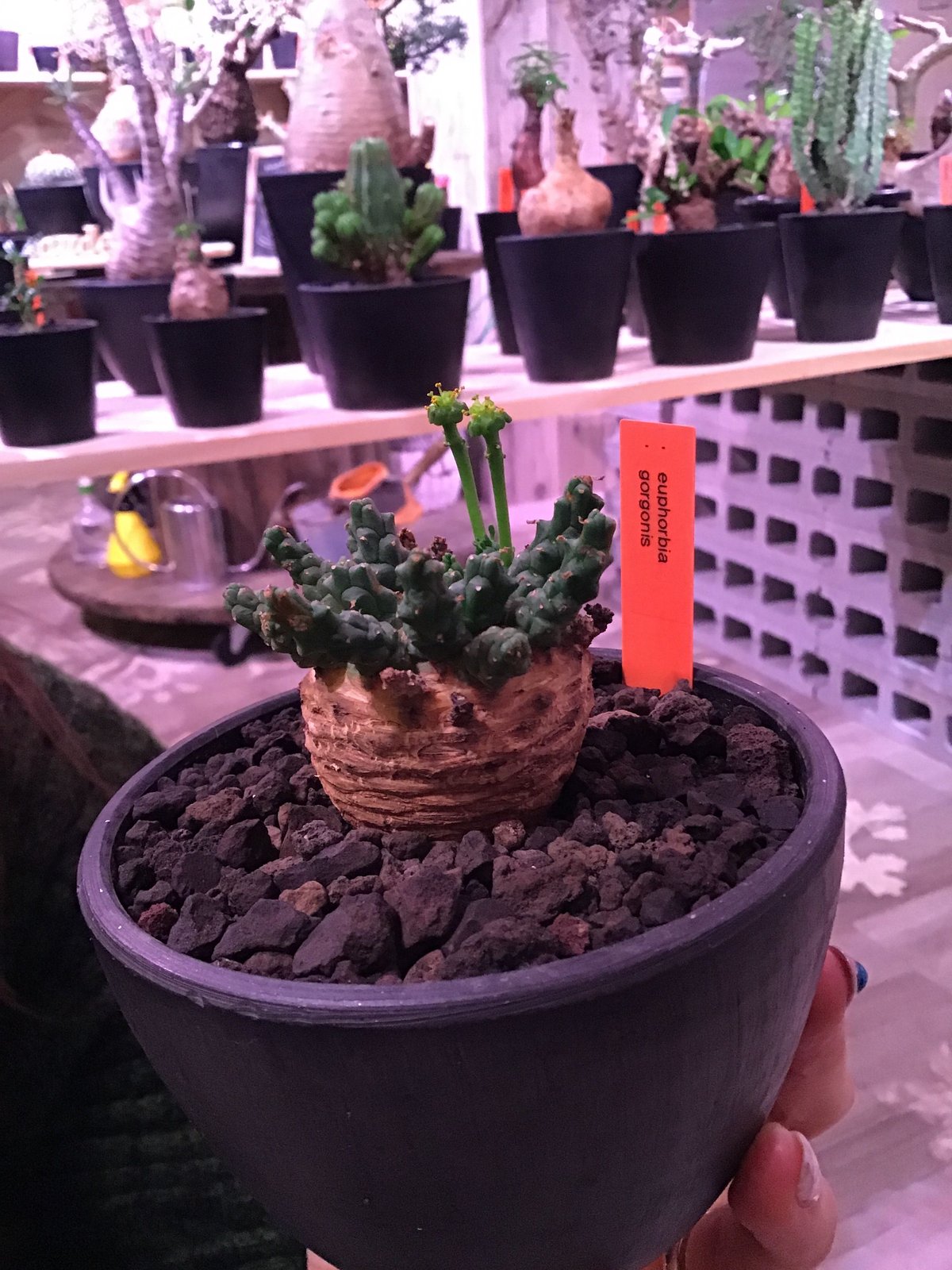 euphorbia gorgonis《M size》※人気🐙タコものユーフォルビア‼︎塊根