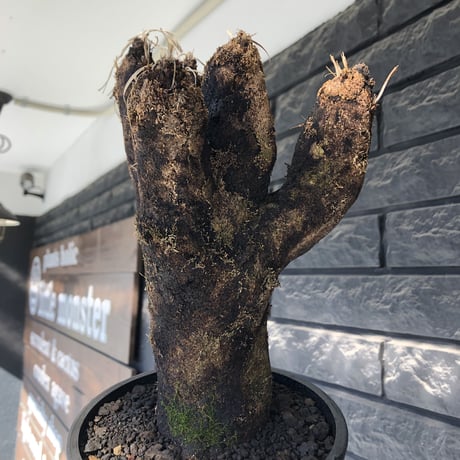 xerophyta trichophylla《S size》※現地球発根後店主国内管理2年株※驚愕強靭株※weightは低く良枝振りな一株※mad black pot植え