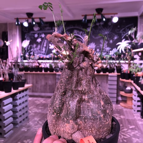 momordica  rostrata《L  size》※株元は充分に木質化したbalance&良きサイズ感なロストラータ希少株‼︎※mad black pot植え