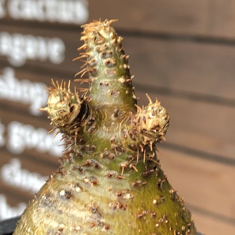 pachypodium gracilius《S size》希少green肌&まん丸球体株※現地球発根後店主国内管理1年株※まん丸且つ極めて短枝のかわいすぎる一株※mad black pot植え