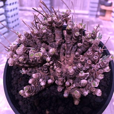 monilaria   pisiformis《L size》※モニラリア属　最上位種　激希少群生株 ※冬型caudex‼︎   ※浅鉢植え