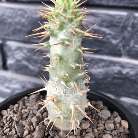pachypodium  ambongense  littmon seed🌱《M size》希少種※実生でも流通少なき将来有望株‼︎激オススメ株※mad black pot植え