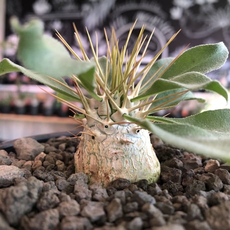 packypodium  namaquanum 光堂《大きめS size》littmon seed🌱※希少‼︎威勢よく葉も展開中‼︎しっかり育て渾身の一株※mad  black bowl pot植え