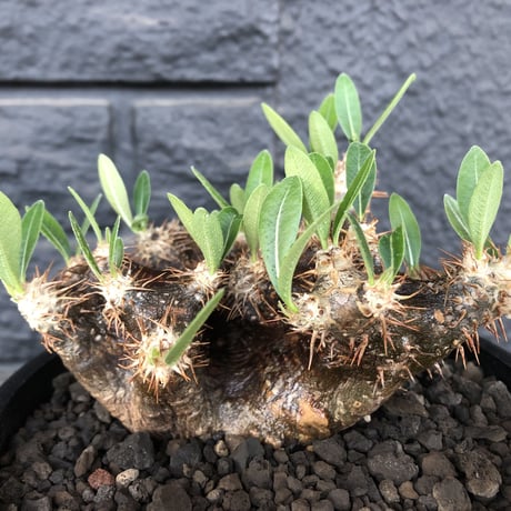 packypodium brevicalyx 黒肌《M size》※発根済み株  店主オススメ株‼︎   mad  black  pot植え
