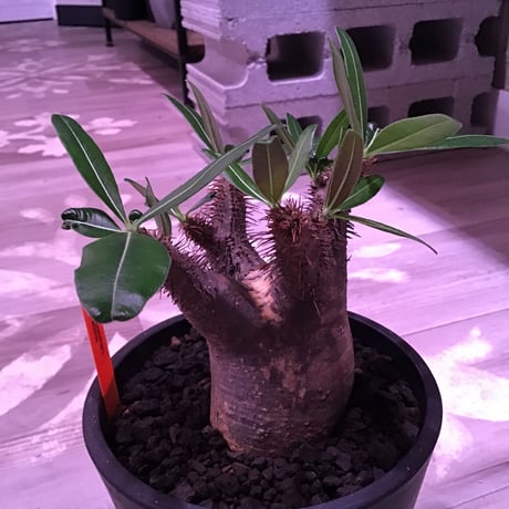 packypodium  gracilius 黒肌《M size》  現地球  発根済み株   mad black pot植え