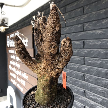 xerophyta  trichophylla《S size》※現地球発根後店主国内管理2年株※驚愕強靭株※枝振り良くweight低く堪らなくかわいい小振りサイズ※mad black pot植え