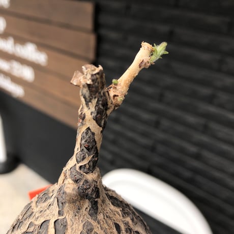 cyphostemma montagnacii《 大きめL size》※現地球発根後店主国内管理7年株※希少種大株ひび割れた表皮が渋かっこいい一株‼︎良樹形※mad black bowl pot植え
