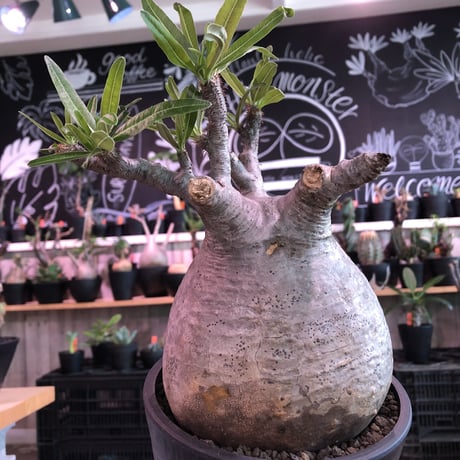 packypodium  gracilius《L size》big球体+美肌株※現地球発根済株※店主国内管理3年株※大変大きく肌質美しくbalanceも最高株※mad black bowl pot植え