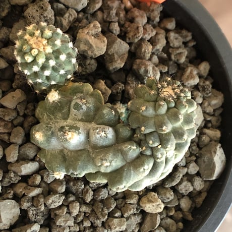copiapoa   hypogaea《大きめM size》※現地球カキ仔自根株（子株付き）※店主国内管理2年株※良き肌質に優しい黒棘がwild且つ魅力的なヒポガエア※mad black pot植え