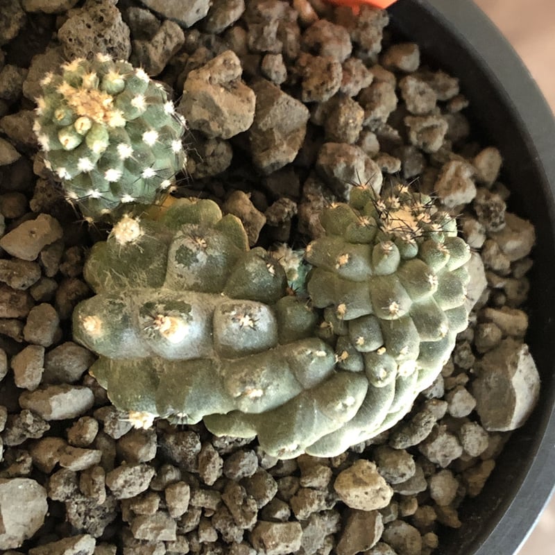 copiapoa hypogaea《大きめM size》※現地球カキ仔自根株（子株
