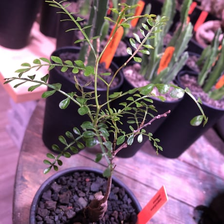 opercullicarya   packypus  littmon  seed🌱 《4年半株》枝振り装い良き1株‼︎※mad black  bowl  pot植え！リクエスト追加補填 1株