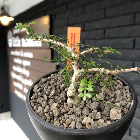 opercullicarya decaryi  littmon  seed🌱  《3年株》※成長早く例年変化感じながら育てられるlowに作り込んだ良樹形※mad  black  bowl pot植え