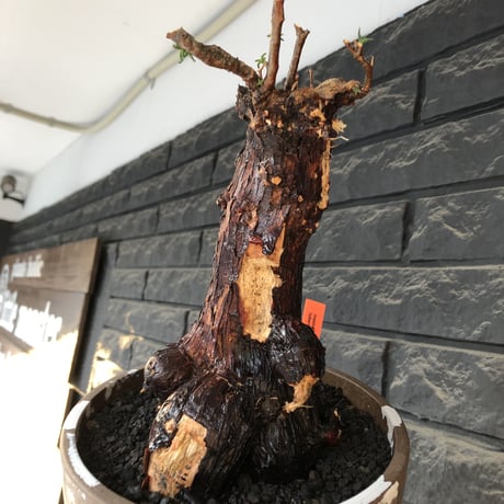 mestoklema tuberosum《大きめLLsize》極太大株※現地球発根後店主国内管理8年株※反り立つ壁的な圧倒的威圧感を持つ一株※mad brown marble bowl pot植え
