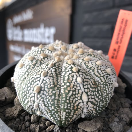 astrophytum asterias var.ミラクル兜《L size》大きめ且つ極白肌が堪らない‼︎希少兜※店主国内管理9年株  ※mad black bowl pot植え