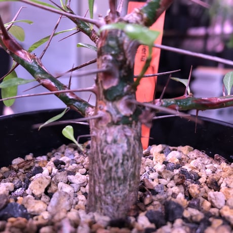 fouquieria  purpusii《M size》balance良き人気プルプシー