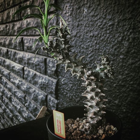 ceropegia   dimorpha《M size》