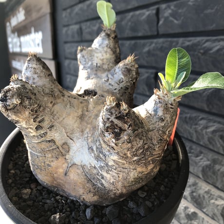pachypodium  eburneum《LL size》※現地球発根後店主国内管理8年株※エブレらしい樹形に極wild装いの存在感抜群なimpact株※mad black bowl pot植え