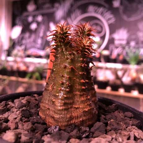 packypodium   makayense《小さめS size》※現地球発根済株※透けたグリーン肌に赤棘の短枝ぼってり樹形‼︎wildなミニチュア株※mad black bowl pot植え