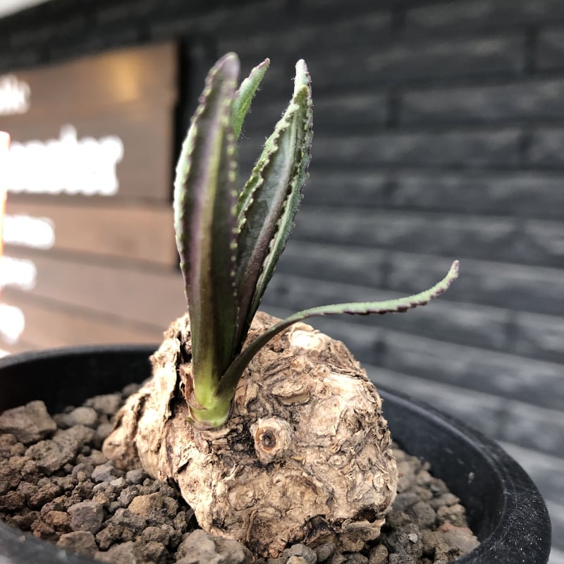 kleinia fulgens《LL size 》希少種※現地球株発根済※大きな岩か