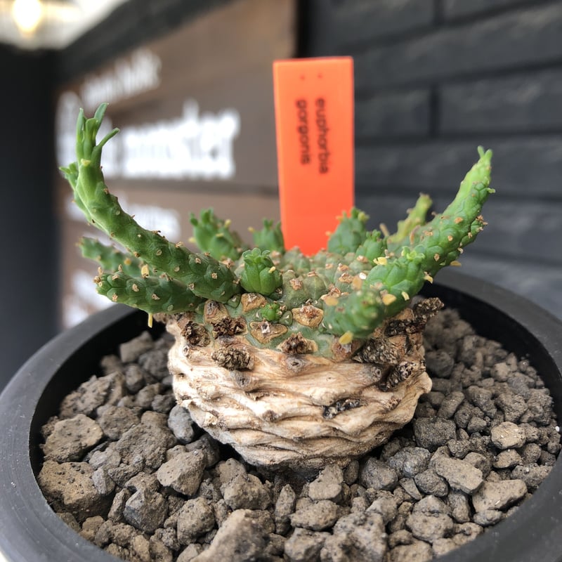 euphorbia gorgonis《M size》※現地球発根後店主国内管理2年株※人気🐙タ