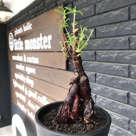 mestoklema  tuberosum《M size》※現地球発根後店主国内管理3年株※仁王立ちなツベローサムらしい樹形‼︎冬季も動く唯一無二な希少灌木※mad black pot植え