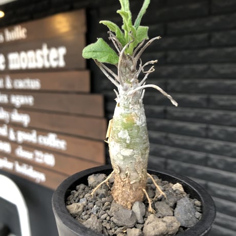 sesamothamnus rivae《小さめM size》※現地球株発根済※小振り現地球株は逆に珍しくその中でも株元太めの味深さも強く表皮のメクれが堪らない※mad black pot植え