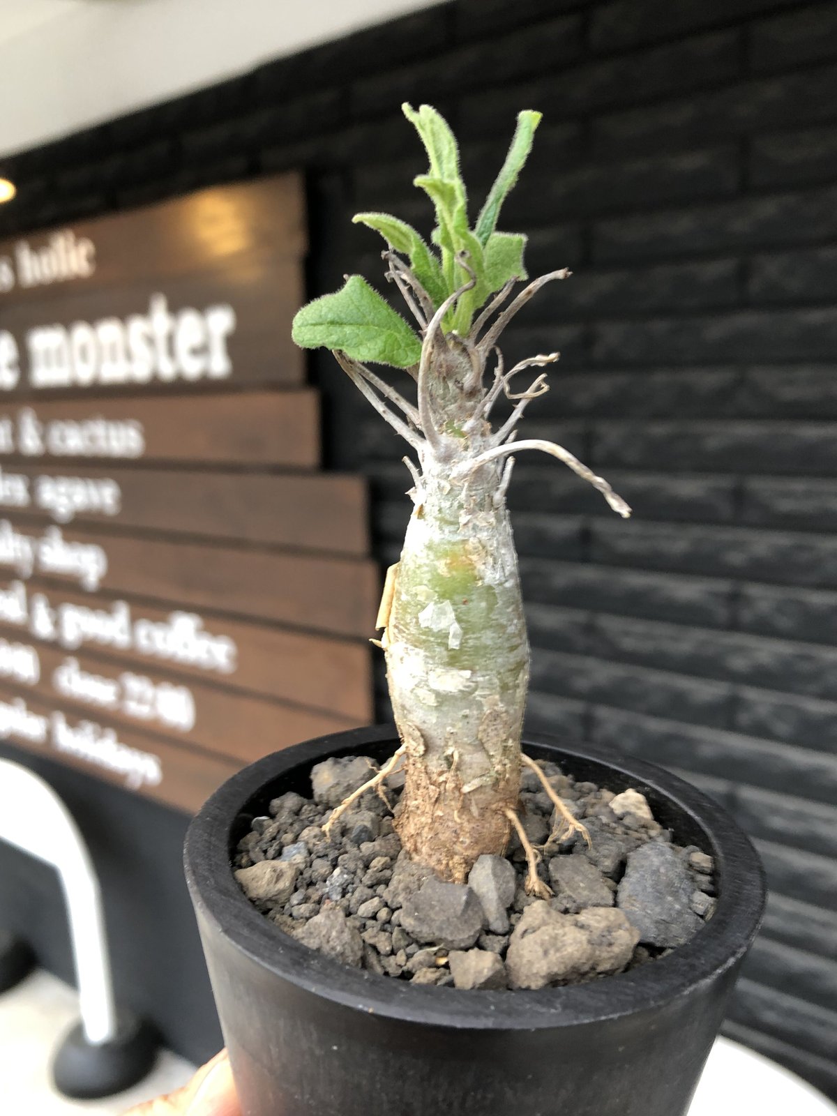 sesamothamnus rivae《小さめM size》※現地球株発根済※小振り現地球株は