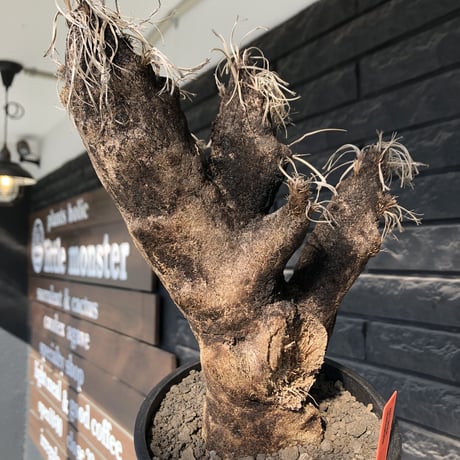 xerophyta trichophylla《S size》※現地球発根後店主国内管理2年株※驚愕強靭株※エグれの傷跡を持つwild且つかわいい小振りサイズ※mad black pot植え