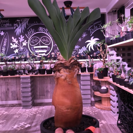 boophane   haemanthoides  陽炎type‼︎《 L  size》希少陽炎株‼︎※大変美しい装いに撃沈※mad black bowl pot植え　※国内管理２年株