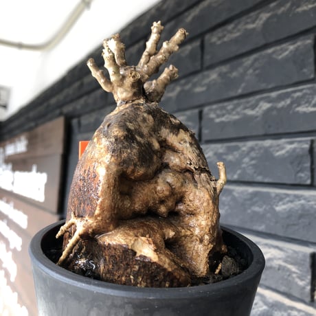 pachypodium bispinosum 《大きめM size》極希少‼︎激エグれ株※現地球発根後店主国内管理5年株※両A面な激しいエグれ生き様強き一株※mad black pot植え
