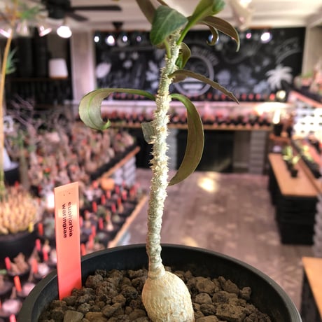 euphorbia waringiae《M size》※現地球株発根済※ぽっこりと丸みある塊根にギザギザ葉が相まって堪らなくかわいい一株※black bowl pot植え