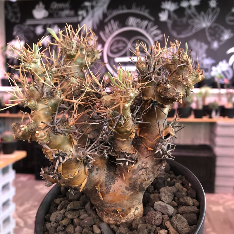 othonna euphorbioides《L size》※現地球発根済株※どっしり構えの