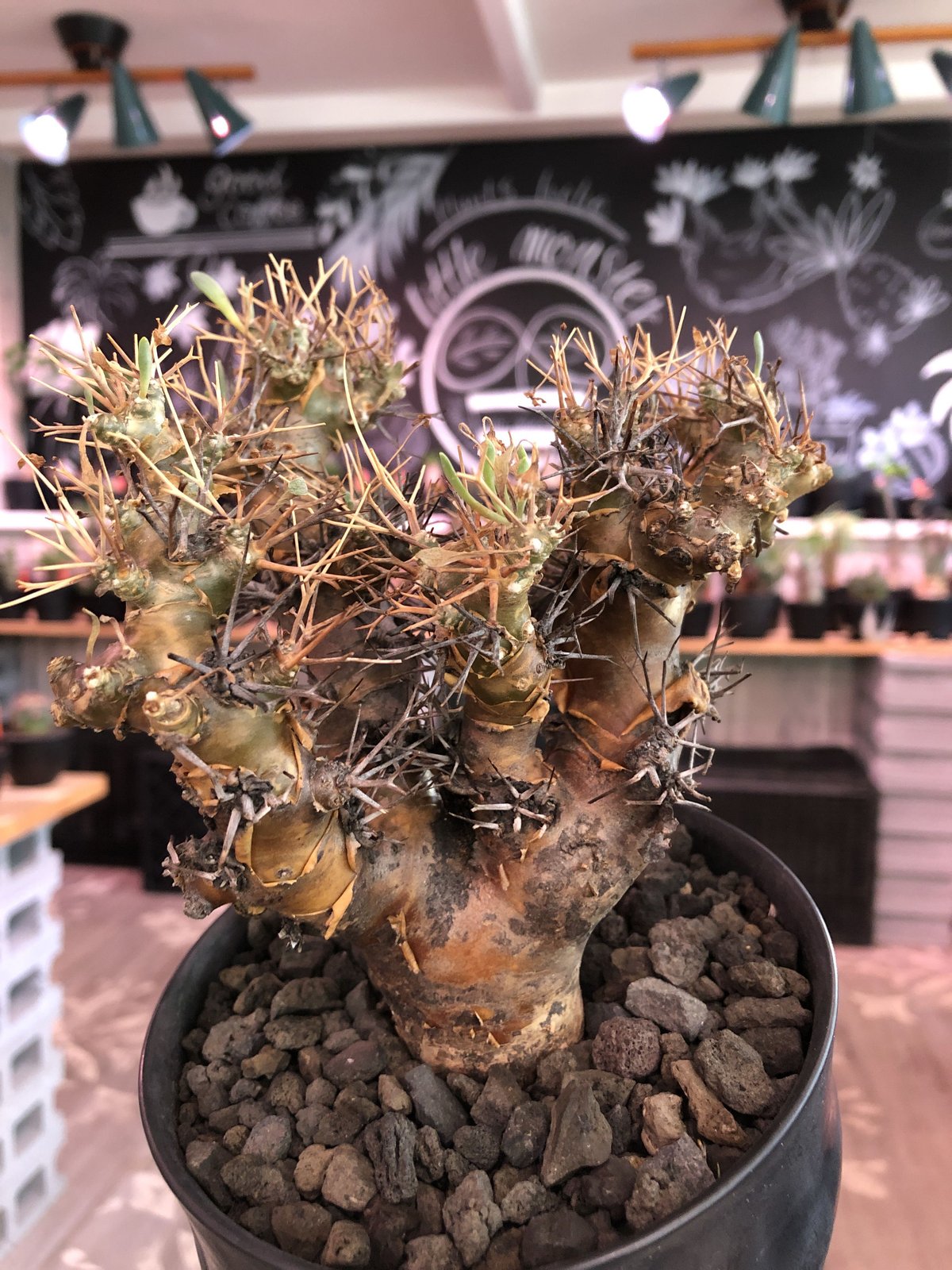 オトンナユーフォルビオイデス 超特大株 発根済み オトンナ ユーフォルビオイデス 特大株 発根済み 【公式通販】