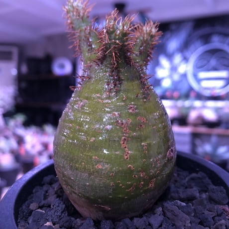 packypodium  gracilius《S size》激希少‼︎極green肌※現地球発根済株※怖いほど濃くはっきりとしたgreen-color肌なまん丸グラキ※mad black pot植え