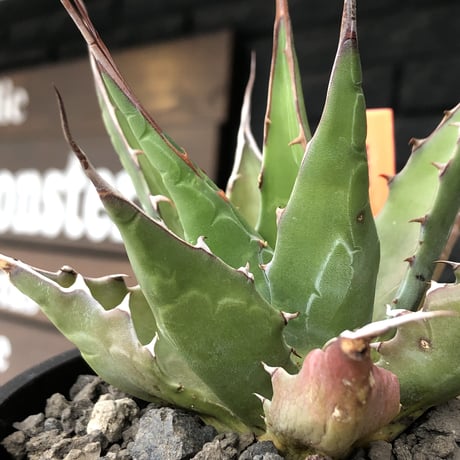 agave montana《M size》選抜株※現地球株発根済※纏まり締まり良きワイルド感満載で男前な出立ちが堪らない‼︎※mad black  pot植え