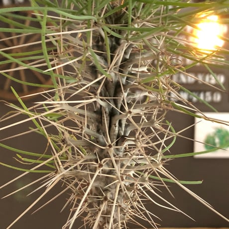 didierea  madagascariensis《大きめM size》※希少種‼︎※現地球株発根済※シルバーの棘に覆われたワイルドさと凛と涼しげに垂れ下がる葉が魅力※black  pot植え