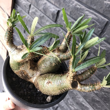 pachypodium gracilius 《L size》希少‼︎green肌 &ぼってり3-he'd株※現地球発根後店主国内管理4年株※weight低く両A面株※black bowl pot植え