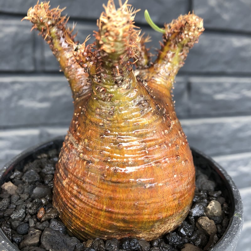 packypodium gracilius《小さめM size》極現地焼け＆錆肌※現地球発根