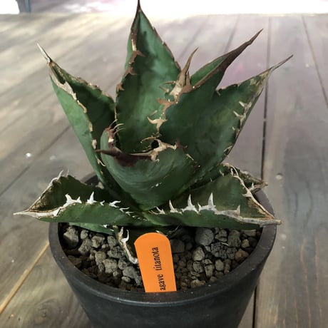 agave   titanota《M size》