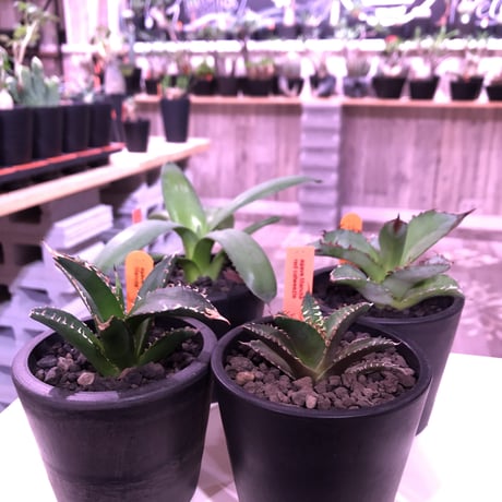 agave   littmon ４株set🌵《titanota.赤猫.BB.parryi》※セットのみ販売‼︎※mad black pot植え