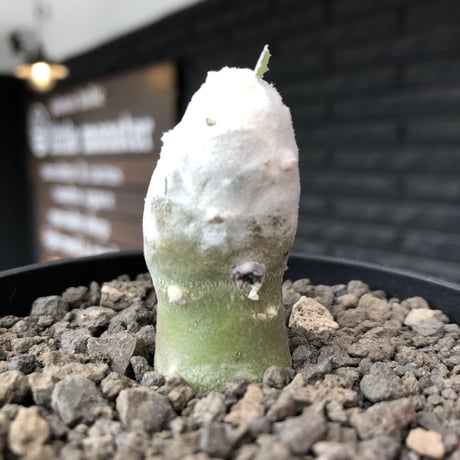 othonna   cyclophylla《大きめS size》※littmon seed🌱※白く丸々とした可愛さからの今後の成長と表皮の変色も楽しめる一株※mad black bowl pot植え