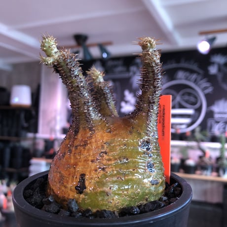 pachypodium  gracilius《M size》サビ加工的表皮※現地球発根済株※店主国内管理3年株※大変渋カッコ良く錆加工みたく荒い装い※mad black pot植え