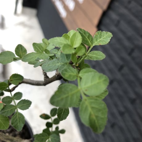 bursera  fagaroides《M size》※現地球発根済※店主管理3年株※成熟しメクれ上がった株元はパキポみたくぼってりしウェイト低い最高balance株※mad black pot植
