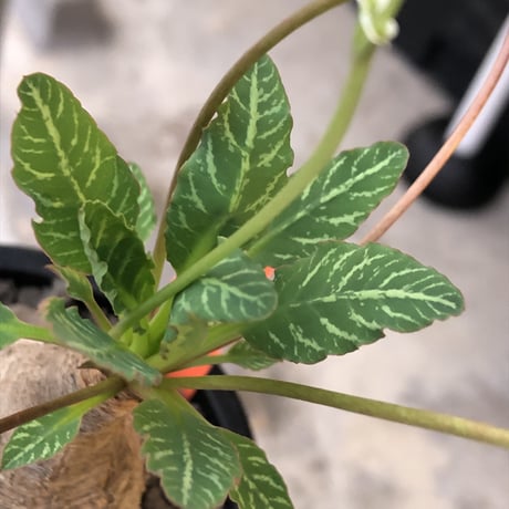 euphorbia  fishbone《 M size》※現地球発根後店主国内管理4年株（店主私物株②）※激希少‼︎今や流通少なきフィッシュボーン※mad black pot植え