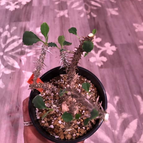 euphorbia    hofstaetteri《M size》希少‼︎