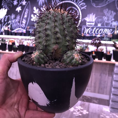 copiapoa   cinerea  var.columna-alba《M size》 発根済み株  ※国内8年株  bowl  marble  pot植え