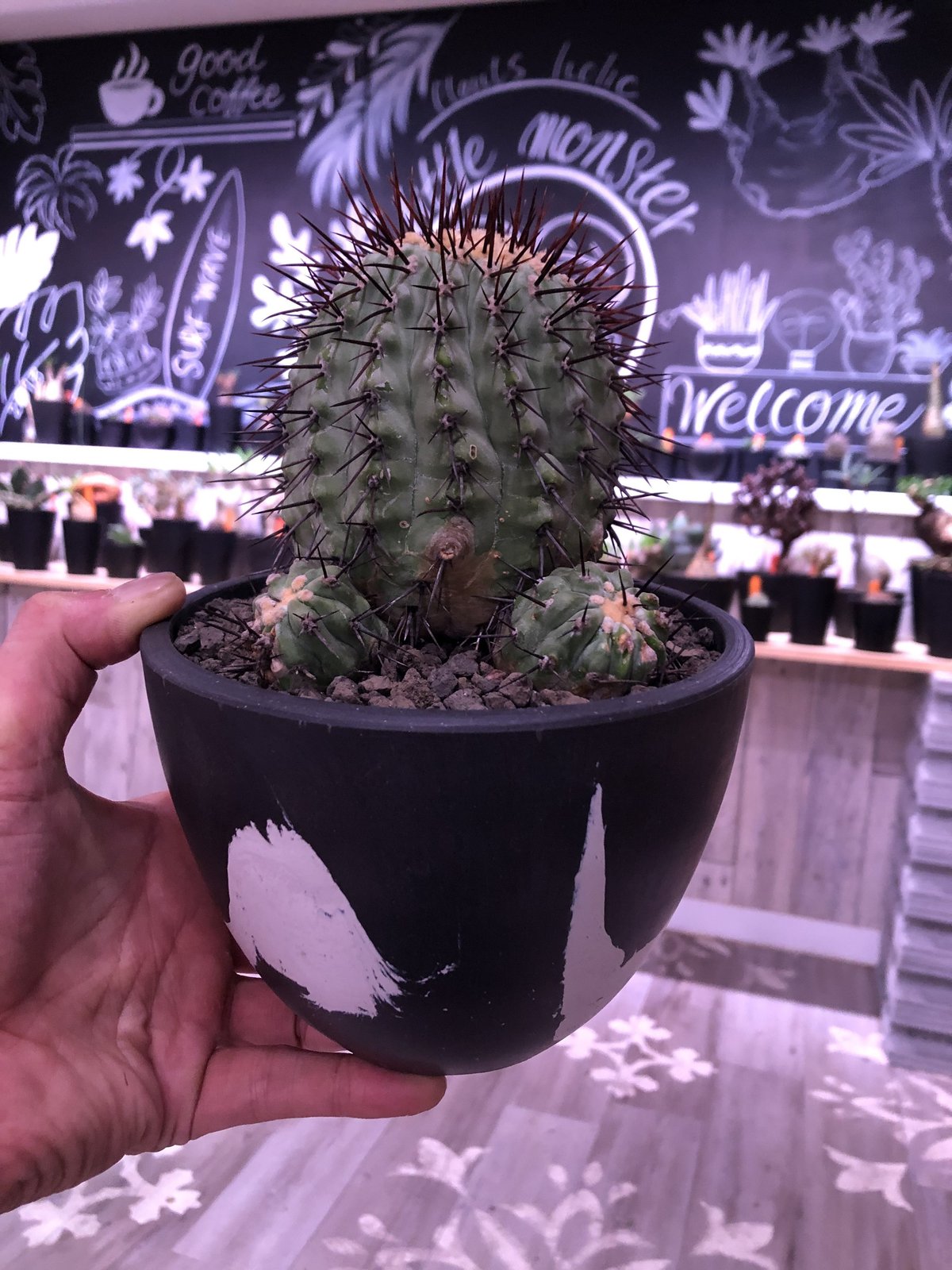 Copiapoa cinerea columna-alba 発根済 コピアポア copiapoa cinerea var.columna-alba《M size》 発根